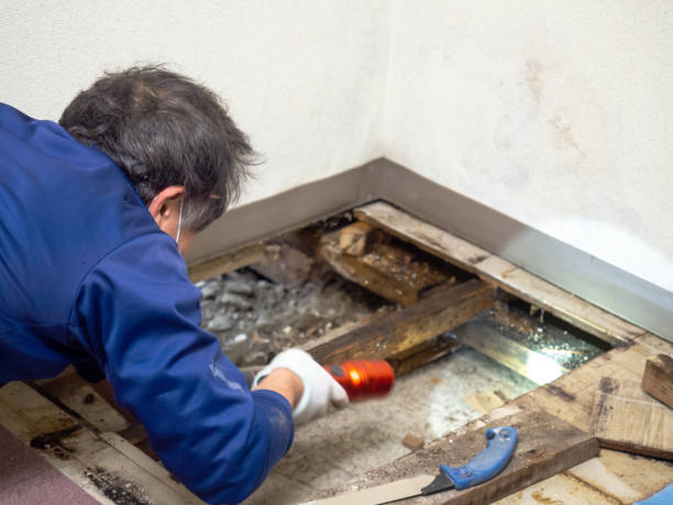 Best Toxic Mold Removal  in Redland, MD