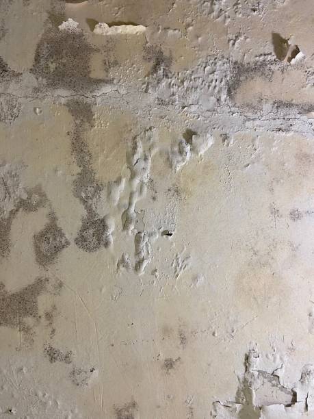 Best Mold Damage Repair  in Redland, MD
