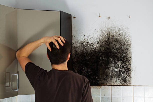 Best Mold Testing  in Redland, MD