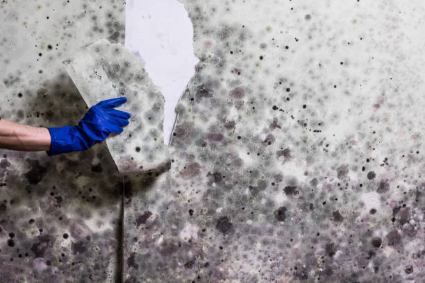 Best Mold Remediation  in Redland, MD